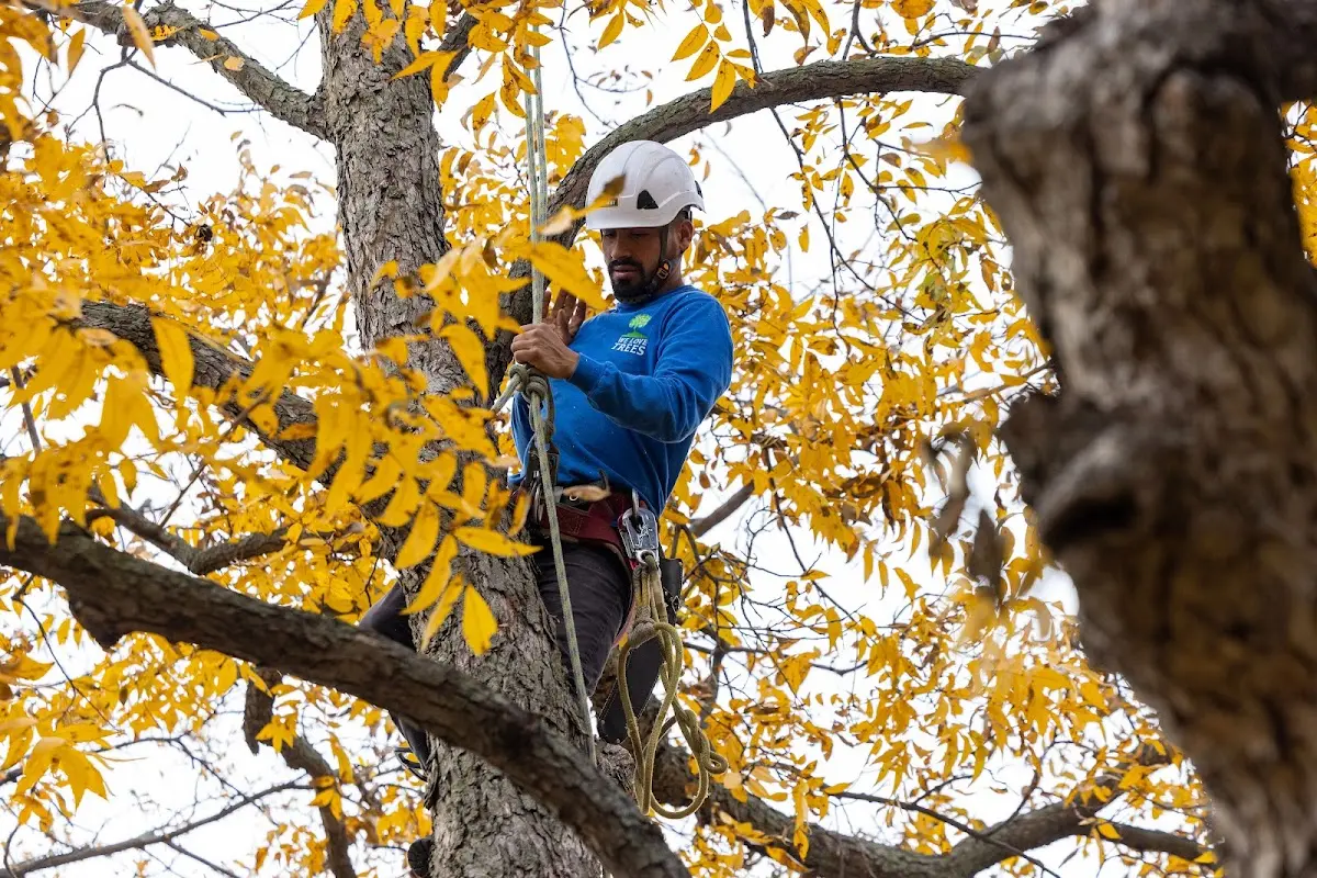 Skilled Storm Damage Cleanup crew working in Persia